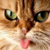Cat1978
